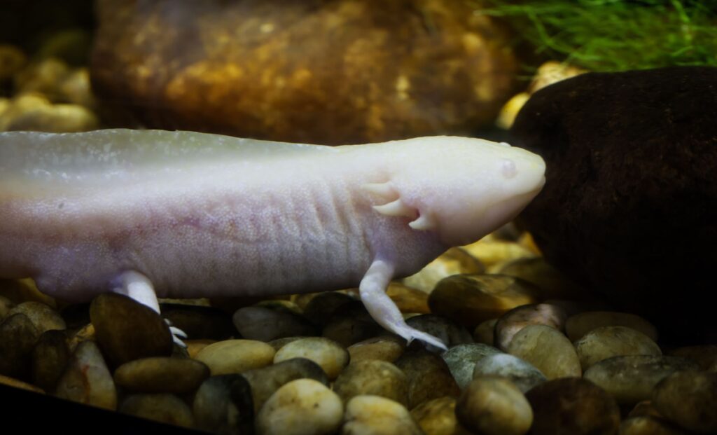 Ajolote de color claro en un acuario con piedras.